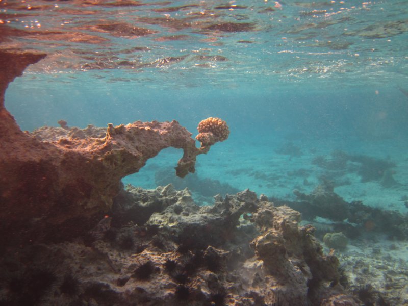 underwaterlandscapepodwodnykrajobraz.jpg