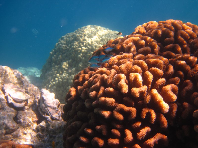 corallittlefishesandshelskoralmalerybkisemykajaimuszelkilezawookolo.jpg