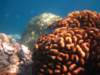 corallittlefishesandshelskoralmalerybkisemykajaimuszelkilezawookolo_small.jpg