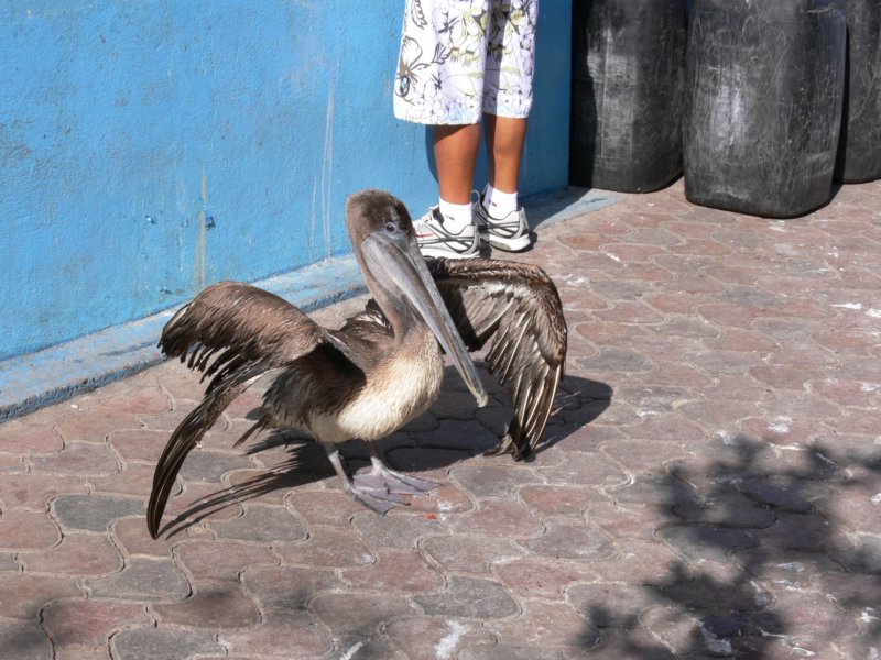 pelikansuszypiorapelicandryinghiswings.jpg