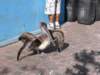 pelikansuszypiorapelicandryinghiswings_small.jpg