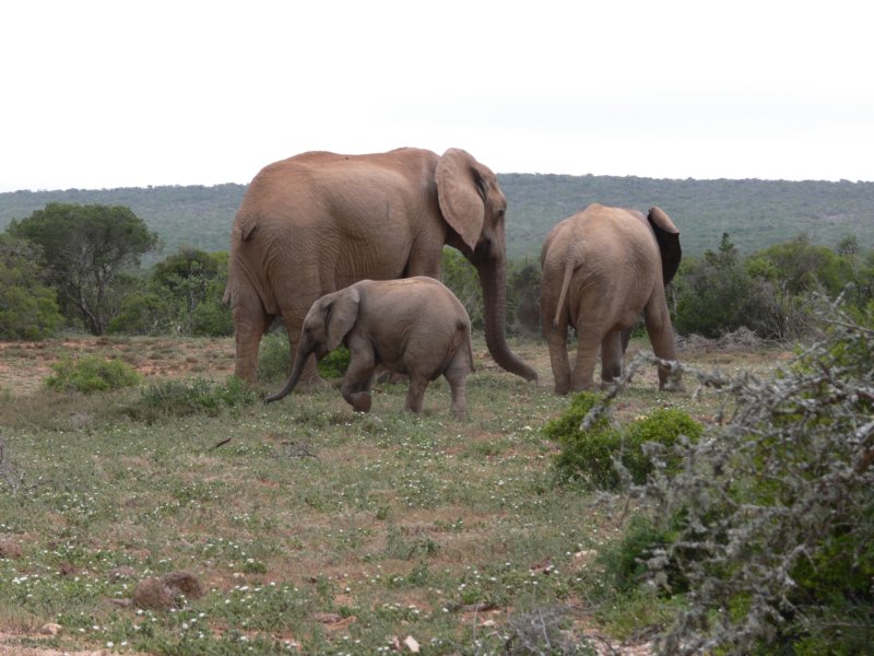 elephantfamilyrodzinasloni.jpg
