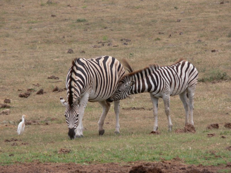 zebras.jpg