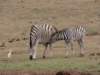 zebras_small.jpg