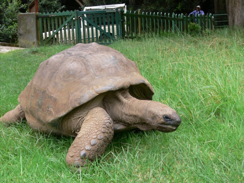 tortoisebelongstogovernor.jpg