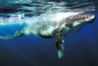 humpbackwhalewielorybhumbak_small.jpg