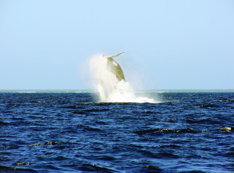 whalejumpingwielorybwyskakuje.jpg